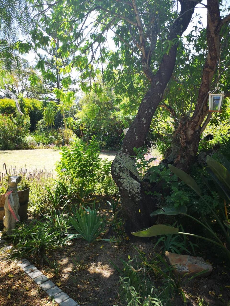 Almond Cottage Bed & Breakfast Somerset West Exterior foto