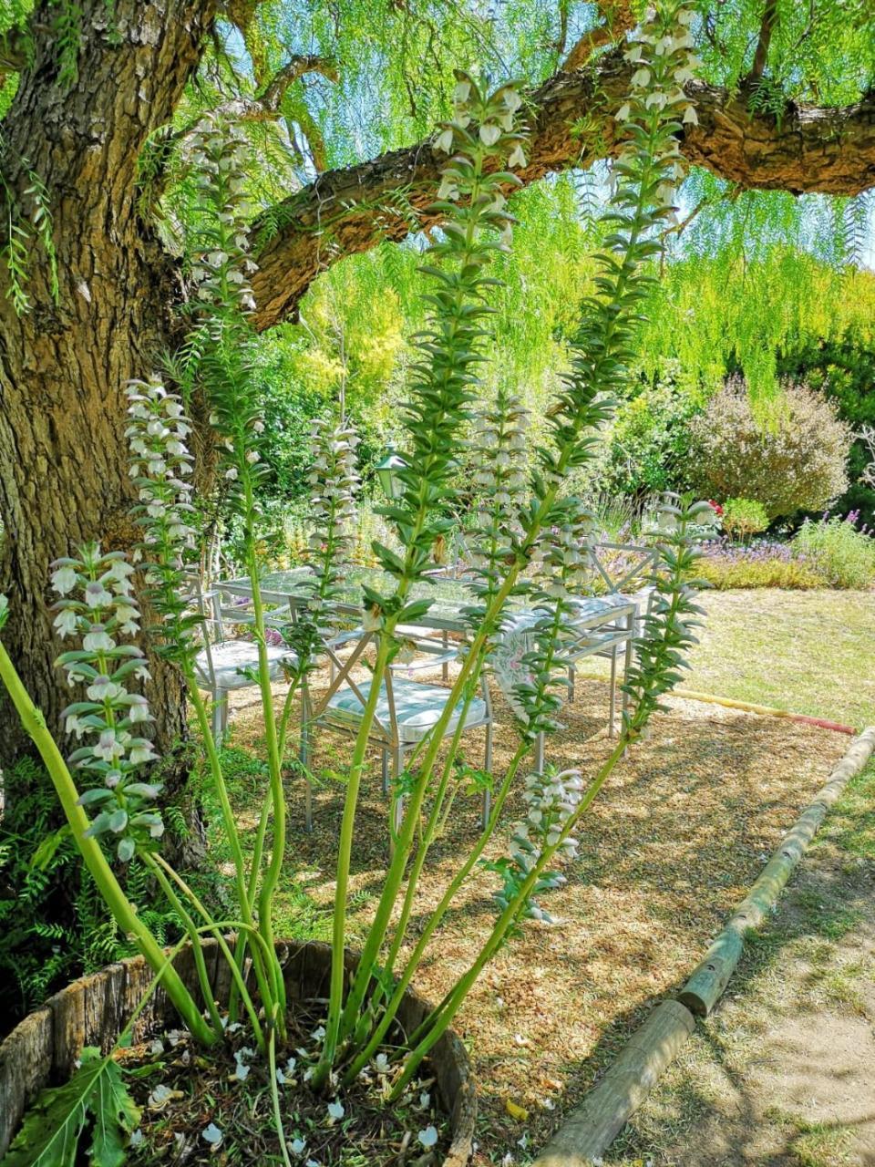Almond Cottage Bed & Breakfast Somerset West Exterior foto